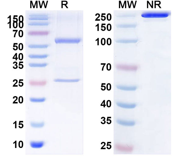 Anti-Human KIR2DL2/CD158b11 Reference Antibody (Lacutamab) – Figure 1 of 2