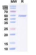 SDS-PAGE for Anti-Human ATP7B Antibody (2R50).