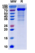 Recombinant Human CD158e/KIR3DL1 Protein, C-Fc