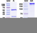 SDS-PAGE for Anti-Human CD295/LEPR Antibody (SAA0096)