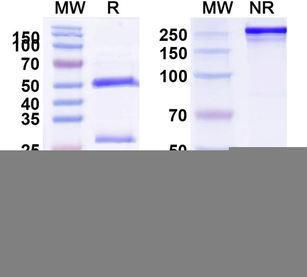 SDS-PAGE for Anti-Human CD295/LEPR Antibody (SAA0096)