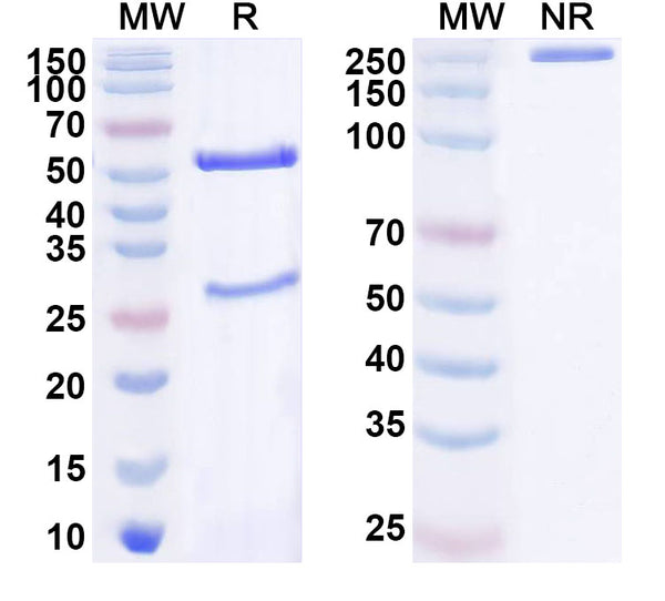 SDS-PAGE for Anti-Human ASCL1 Antibody (SAA1643)