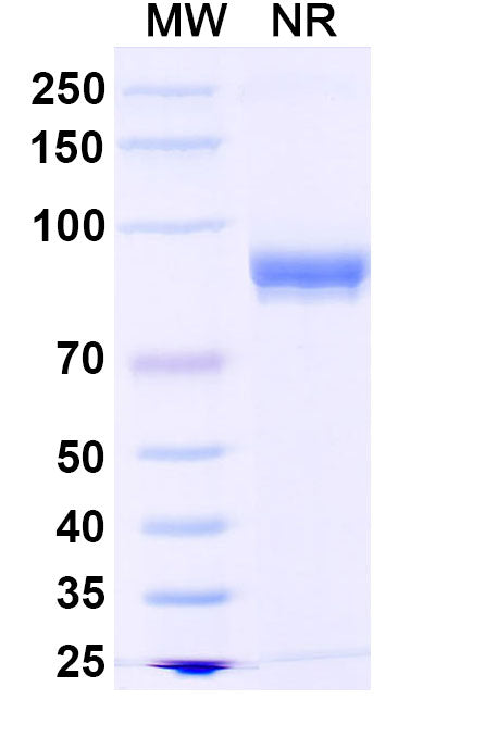 Detects Human MMP13 in indirect ELISAs.