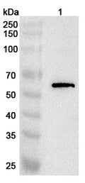 Western blot analysis was performed using anti-ACVRL1 polyclonal antibody at 1ug/mL  on various samples.
Lane 1: Jurkat cell lysate