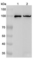 Western blot analysis was performed using anti-CD68 polyclonal antibody at 1μg/ml on various samples.
Lane 1: THP-1 cell lysate
Lane 2: Jurkat cell lysate
