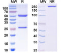 SDS-PAGE for Anti-Human GluA2 Antibody (L21/32R)