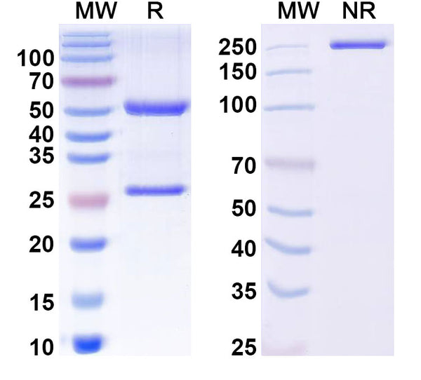 SDS-PAGE for Anti-Human GluA2 Antibody (L21/32R)