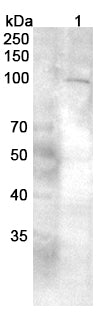 Western blot analysis was performed using anti-GRIA2 polyclonal antibody at 1μg/ml on various samples.
Lane 1: SKOV3 cell lysate