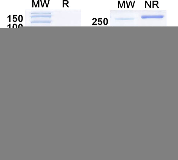 SDS-PAGE for Anti-GluA2/GluR2 glutamate receptor Antibody (L21/31)