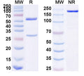 SDS-PAGE for Research Grade Anti-Human CD147/BSG (SAA0324).