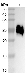 Detects Human CD147/BSG in indirect ELISAs.