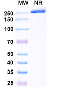 Anti-Human EMMPRIN/CD147 Reference Antibody (Gavilimomab) – Figure 1 of 1