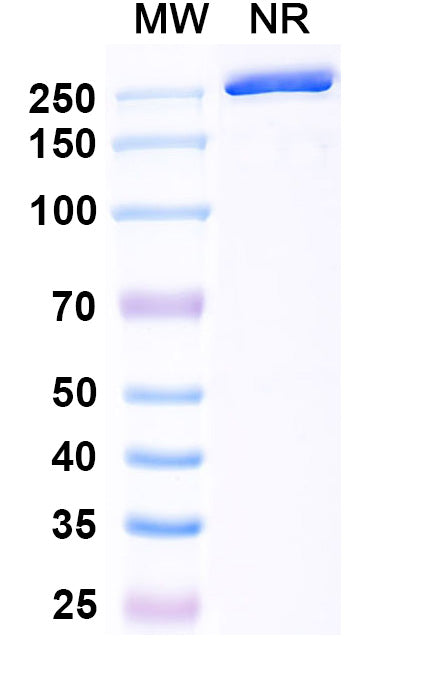Anti-Human EMMPRIN/CD147 Reference Antibody (Gavilimomab) – Figure 1 of 1
