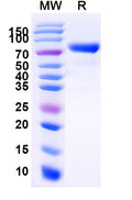 Recombinant Human CD158i/KIR2DS4 Protein, C-Fc
