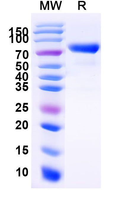 Recombinant Human CD158i/KIR2DS4 Protein, C-Fc