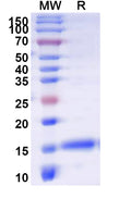 SDS-PAGE for Anti-Human APLNR Nanobody (SAA1115)