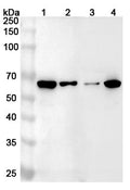 Western blot analysis was performed using anti-WAS polyclonal antibody at 1ug/mL  on various samples.
Lane 1: Raji cell lysate
Lane 2: HL-60 cell lysate
Lane 3: Jurkat cell lysate
Lane 4: THP-1 cell lysate