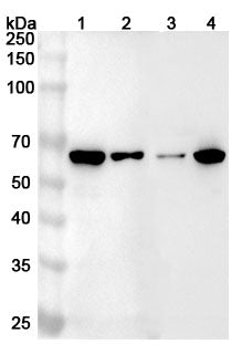 Western blot analysis was performed using anti-WAS polyclonal antibody at 1ug/mL  on various samples.
Lane 1: Raji cell lysate
Lane 2: HL-60 cell lysate
Lane 3: Jurkat cell lysate
Lane 4: THP-1 cell lysate