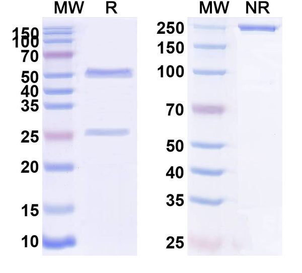 SDS-PAGE for Anti-Human AGTR2/AT2 Antibody (4A03)