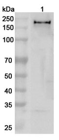 Western blot analysis was performed using anti-ZEB1 polyclonal antibody at 1ug/mL  on various samples.
Lane 1: Jurkat cell lysate