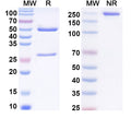 SDS-PAGE for Anti-Phospho-STAT3 (pY705) Antibody (SAA0302)