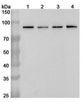 Western blot analysis was performed using anti-STAT3 polyclonal antibody at 1ug/mL on various samples.
Lane 1: Hela cell lysate
Lane 2: A549 cell lysate
Lane 3: A431 cell lysate
Lane 4: 293T cell lysate