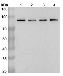Western blot analysis was performed using anti-STAT3 polyclonal antibody at 1ug/mL on various samples.
Lane 1: Hela cell lysate
Lane 2: A549 cell lysate
Lane 3: A431 cell lysate
Lane 4: 293T cell lysate