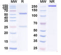 Anti-Human CD27 Ligand/TNFSF7 Reference Antibody (Vorsetuzumab) – Figure 1 of 1