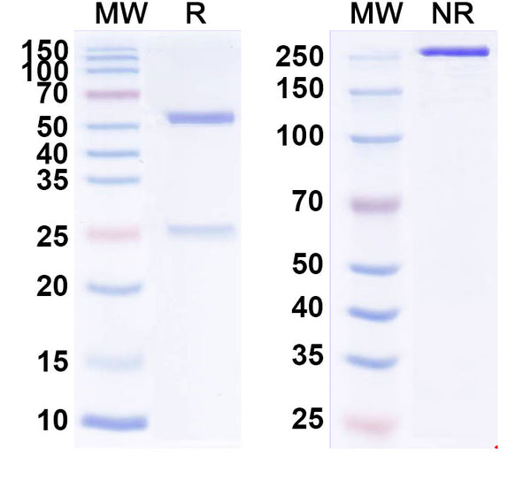 Anti-Human CD27 Ligand/TNFSF7 Reference Antibody (Vorsetuzumab) – Figure 1 of 1