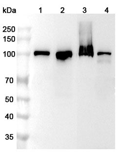 Western blot analysis was performed using anti-MSH2 polyclonal antibody at 1µg/ml on various samples.
Lane 1: Hela cell lysate
Lane 2: HepG2 cell lysate
Lane 3: A549 cell lysate
Lane 4: 293T cell lysate