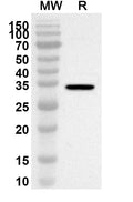 Western blot analysis was performed using anti-FASN polyclonal antibody at 1ug/mL on recombinant FASN (Catalog No. HW725012).