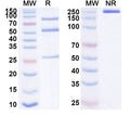 SDS-PAGE for Anti-Human XCR1 Antibody (SAA1638)