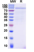 Recombinant Human CD97/ADGRE5 Protein, C-Fc