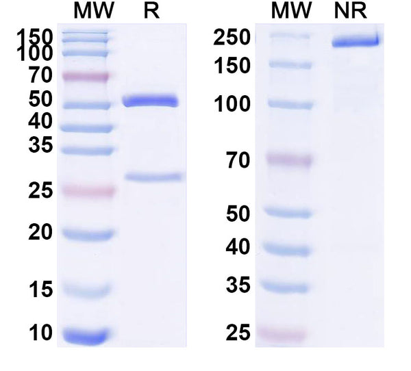 SDS-PAGE for Anti-Human CD97/ADGRE5 Antibody (SAA1566)