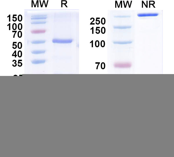 SDS-PAGE for Anti-GABA(A)R, Alpha4 Antibody (N398A/34)