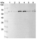 Western blot analysis was performed using anti-ECE1 polyclonal antibody at 1μg/ml on various samples.
Lane 1: A549 cell lysate
Lane 2: HUVEC cell lysate
Lane 3: NIH3T3 cell lysate
Lane 4: Jurkat cell lysate
Lane 5: H1299 cell lysate
