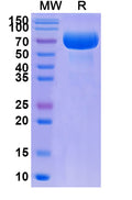 Recombinant Human CD200 Protein, C-Fc