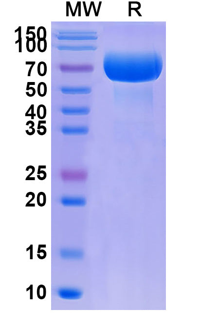Recombinant Human CD200 Protein, C-Fc