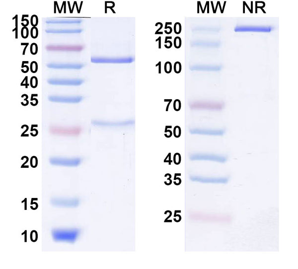 Anti-Human CD200&MOX1 Reference Antibody (Samalizumab) – Figure 1 of 1