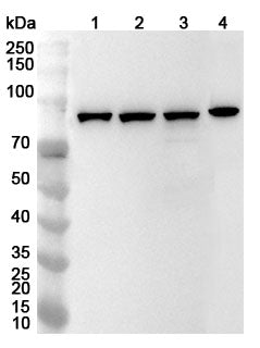 Western blot analysis was performed using anti-STAT1 polyclonal antibody at 1ug/mL on various samples.
Lane 1: A431 cell lysate
Lane 2: K562 cell lysate
Lane 3: PC-3 cell lysate
Lane 4: Hela cell lysate