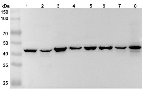Western blot analysis was performed using anti-MAP2K4 polyclonal antibody at 1μg/ml on various samples.
Lane 1: RAW264.7 cell lysate
Lane 2: NIH3T3 cell lysate
Lane 3: 293T cell lysate
Lane 4: HepG2 cell lysate
Lane 5: Jurkat cell lysate
Lane 6: K562 cell lysate
Lane 7: PC-12 cell lysate
Lane 8: Mouse brain lysate