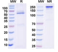 SDS-PAGE for InVivoMAb Anti-Human SNCA Antibody (Iv0172).