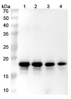 Anti-Human alpha-Synuclein Reference Antibody (Prasinezumab) – Figure 1 of 3