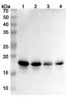 Anti-Human SNCA Reference Antibody (MEDI1341) – Figure 1 of 3