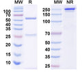 SDS-PAGE for InVivoMAb Anti-Human SNCA Antibody (9E4#).