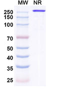 Anti-Human alpha-Synuclein Reference Antibody (Indenebart) – Figure 1 of 1