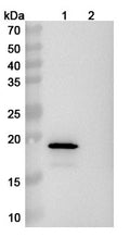 Anti-Human SNCA/Alpha-synuclein Reference Antibody (Lu AF82422) – Figure 1 of 3