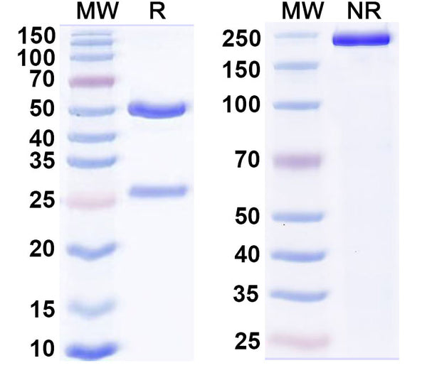 SDS-PAGE for Anti-Human SNCA/Alpha-synuclein Antibody (D10)