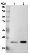 Western blot analysis was performed using anti-ARL3 polyclonal antibody at 1μg/ml on various samples.
Lane 1: Mouse heart lysate
Lane 2: Rat heart lysate