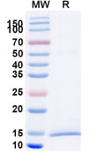 SDS-PAGE for Anti-Human CD158a/KIR2DL1 Nanobody (SAA2281)